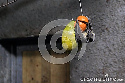 Egyptian fruit bat Stock Photo