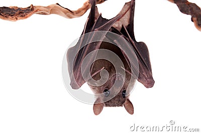 Egyptian fruit bat isolated on white Stock Photo