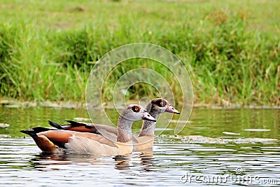 Egyptian Geese Stock Photo