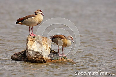 Egyptian geese (Alopochen aegyptiaca) Stock Photo