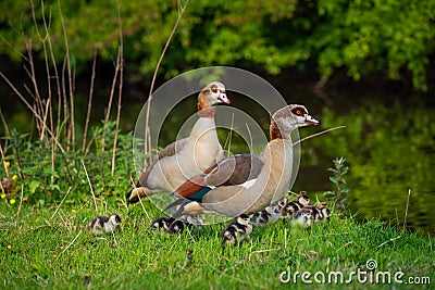 The Egyptian geese Alopochen aegyptiaca with young goslings in natural habitat by the river, Netherlands Stock Photo