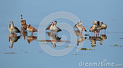 Egyptian geese Stock Photo