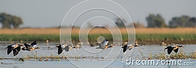 Egyptian geese flying in a line over water Stock Photo