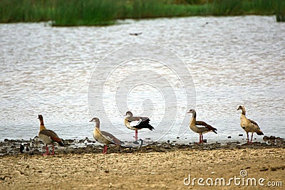 Egyptian geese, Lake Nakuru National Park, Kenya Stock Photo