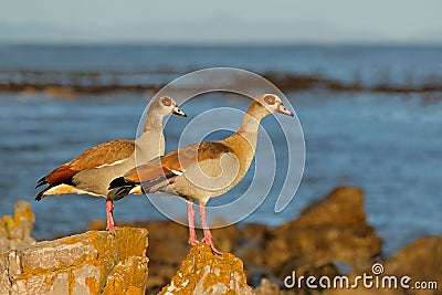 Egyptian geese perched on a coastal rock, South Africa Stock Photo