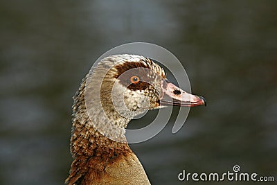 Egyptian Goose, Alopochen aegyptiacus Stock Photo