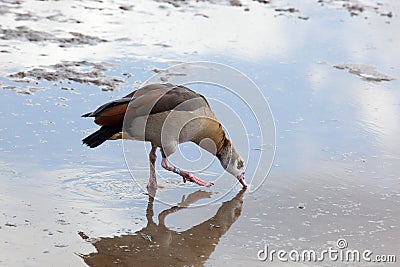 Egyptian Goose, Alopochen aegyptiacus Stock Photo