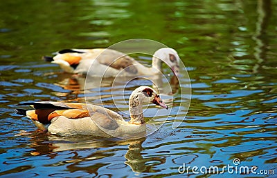 Egyptian Goose (Alopochen aegyptiacus) Stock Photo