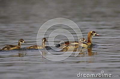 Egyptian Goose, alopochen aegyptiacus, Adult with Goslings standing in Water, Kenya Stock Photo