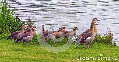 Egyptian goose, alopochen aegyptiacus,and babies Stock Photo