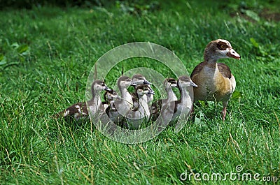 EGYPTIAN GOOSE alopochen aegyptiacus, FEMALE WITH CHIKS Stock Photo