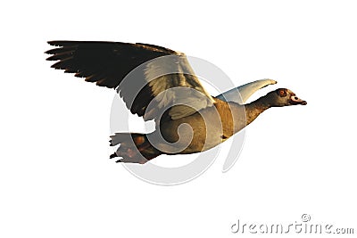 The Egyptian goose Alopochen aegyptiacus flying. Egyptian goose isolated in white Stock Photo
