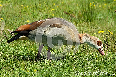 Egyptian Goose Alopochen aegyptiacus Stock Photo