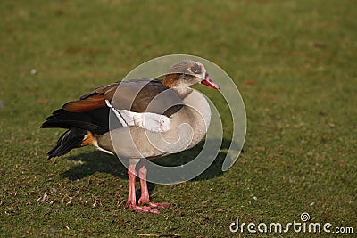 Egyptian goose, Alopochen aegyptiacus Stock Photo
