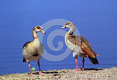 Egyptian Goose, alopochen aegyptiacus, Pair standing near Water, Kenya Stock Photo