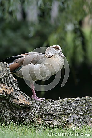 Egyptian goose, Alopochen aegyptiacus Stock Photo