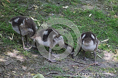 Egyptian goose chicks Stock Photo