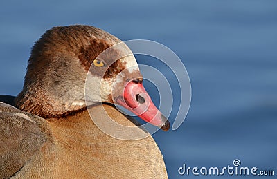 Egyptian goose close up Stock Photo