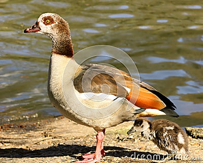 Egyptian Goose with gosling Stock Photo