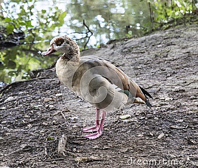 Egyptian Goose at Keg Pool, Etherow Country Park, Cheshire Stock Photo