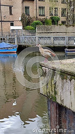 Egyptian Goose, River Wensum, Norwich, Norfolk, England, UK Editorial Stock Photo