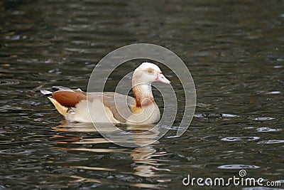 The Egyptian goose up close swimming in a pond Stock Photo