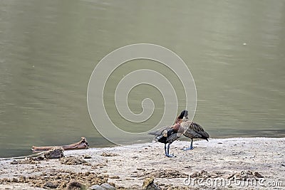 Egyptian gooses on shore of pond in shrubland at Kruger park, South Africa Stock Photo