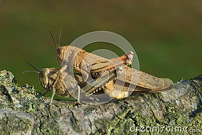 Egyptian locust (Anacridium aegyptium) coupling Stock Photo