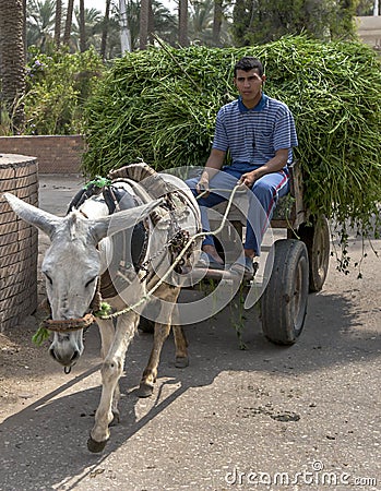 An Egyptian man riding on an cart being driven by a donkey at Saqqara in Egypt. Editorial Stock Photo