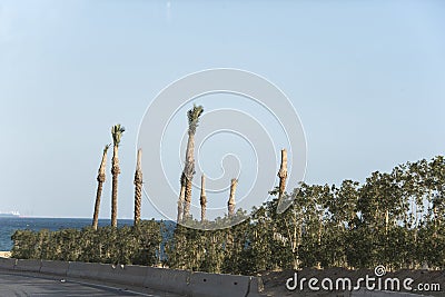 Egyptian palm trees of the Red Sea in the Egyptian area of the Sahara desert-Egypt 565 Stock Photo