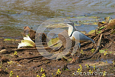 Egyptian plover in Gambia Stock Photo