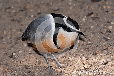 Egyptian plover (Pluvianus aegyptius) Stock Photo