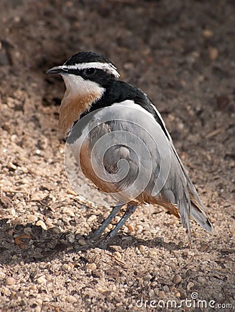 Egyptian plover (Pluvianus aegyptius) Stock Photo