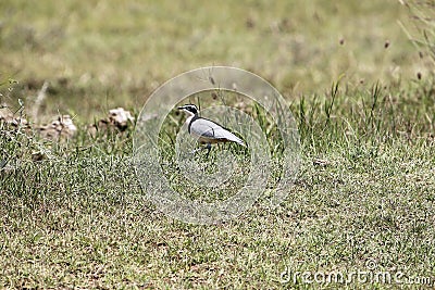 Egyptian plover, Pluvianus aegyptius Stock Photo