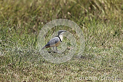 Egyptian plover, Pluvianus aegyptius Stock Photo