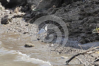 Egyptian plover, Pluvianus aegyptius Stock Photo