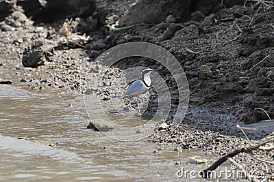 Egyptian plover, Pluvianus aegyptius Stock Photo