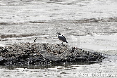 Egyptian plover, Pluvianus aegyptius Stock Photo