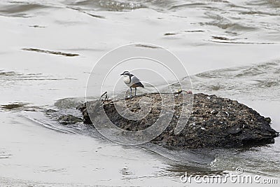 Egyptian plover, Pluvianus aegyptius Stock Photo