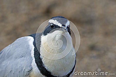 Egyptian plover Pluvianus aegyptius Stock Photo