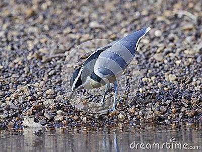 Egyptian plover Pluvianus aegyptius Stock Photo