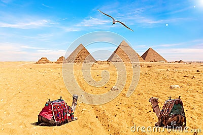 Egyptian Pyramids, camels and a seagull, Giza Stock Photo