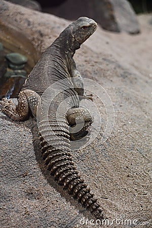 An Egyptian Spiny Tailed Lizard Stock Photo