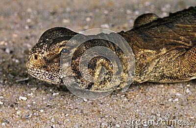 Egyptian Spiny-Tailed Lizard, uromastyx aegyptius, Portrait of Adult Stock Photo