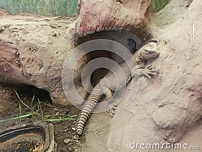 Egyptian spiny-tailed lizard & x28;Uromastyx aegyptia Stock Photo