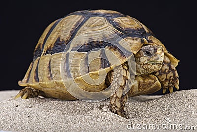 Egyptian tortoise (Testudo kleinmanni) Stock Photo