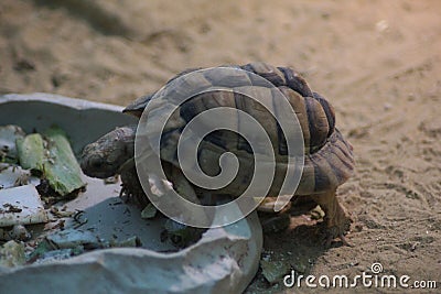 Egyptian tortoise Stock Photo
