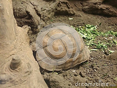Egyptian tortoise & x28;Testudo Kleinmanni& x29; sleeping Stock Photo