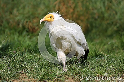 Egyptian vulture Stock Photo