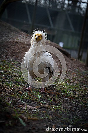 Egyptian vulture looking for food Stock Photo